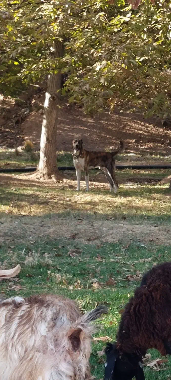 سگ گله ای|سگ|بوئین زهرا, |دیوار