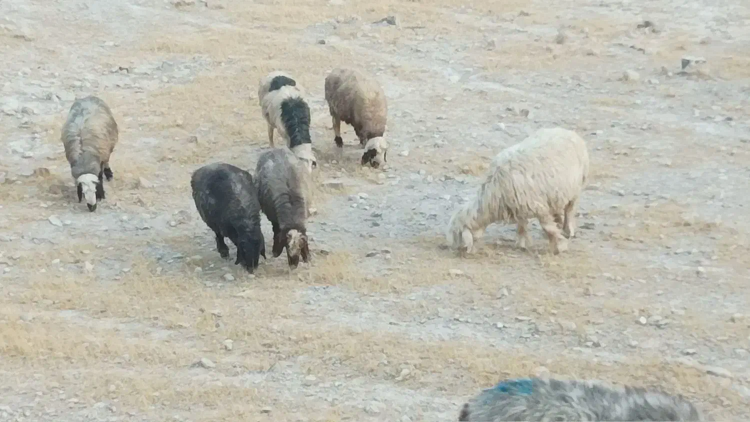 14راس میش داشتی|حیوانات مزرعه|کازرون, |دیوار