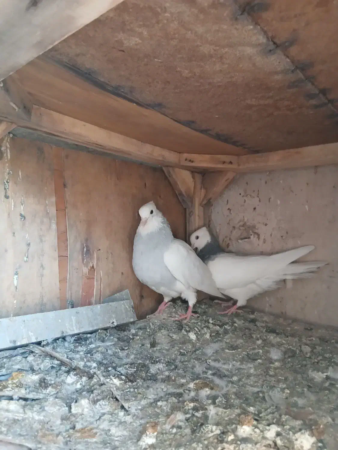 کبوترطوقیابی|پرنده|قم, قلعه کامکار|دیوار