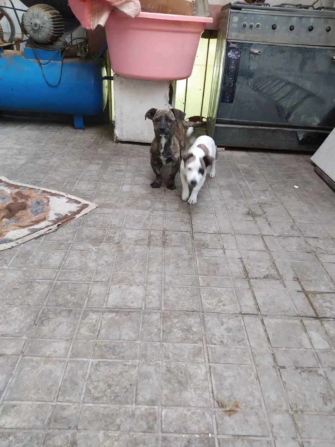 واگذاری دو توله سگ|سگ|محمدشهر, محمدشهر|دیوار