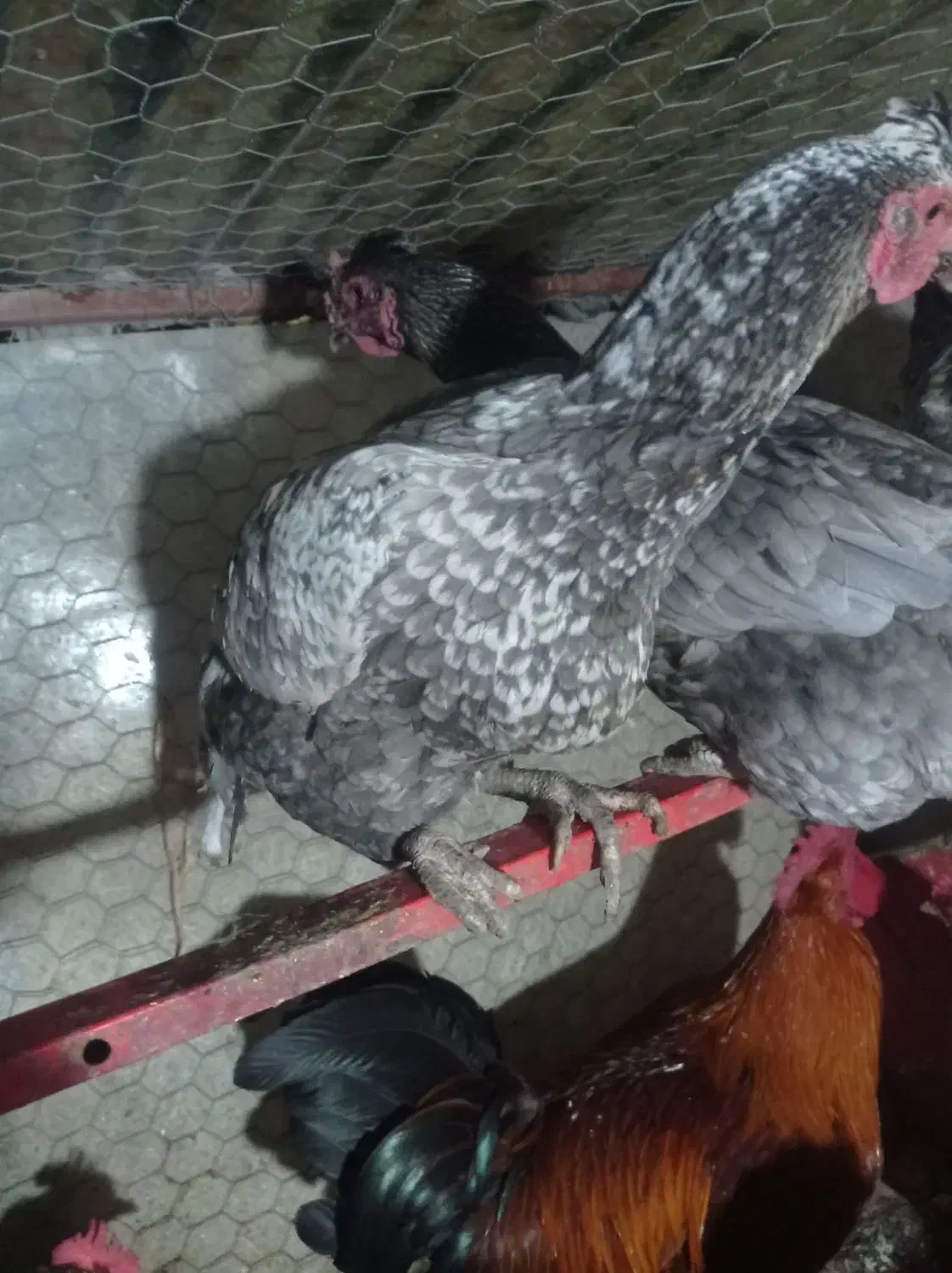 فروش دومرغ لاری اصل رنگ استثنا|حیوانات مزرعه|بانه, |دیوار