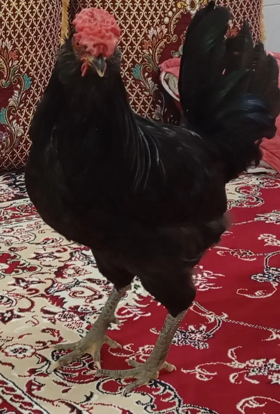 خروس چهل تاج سیاه ی دس|حیوانات مزرعه|کاکی, |دیوار