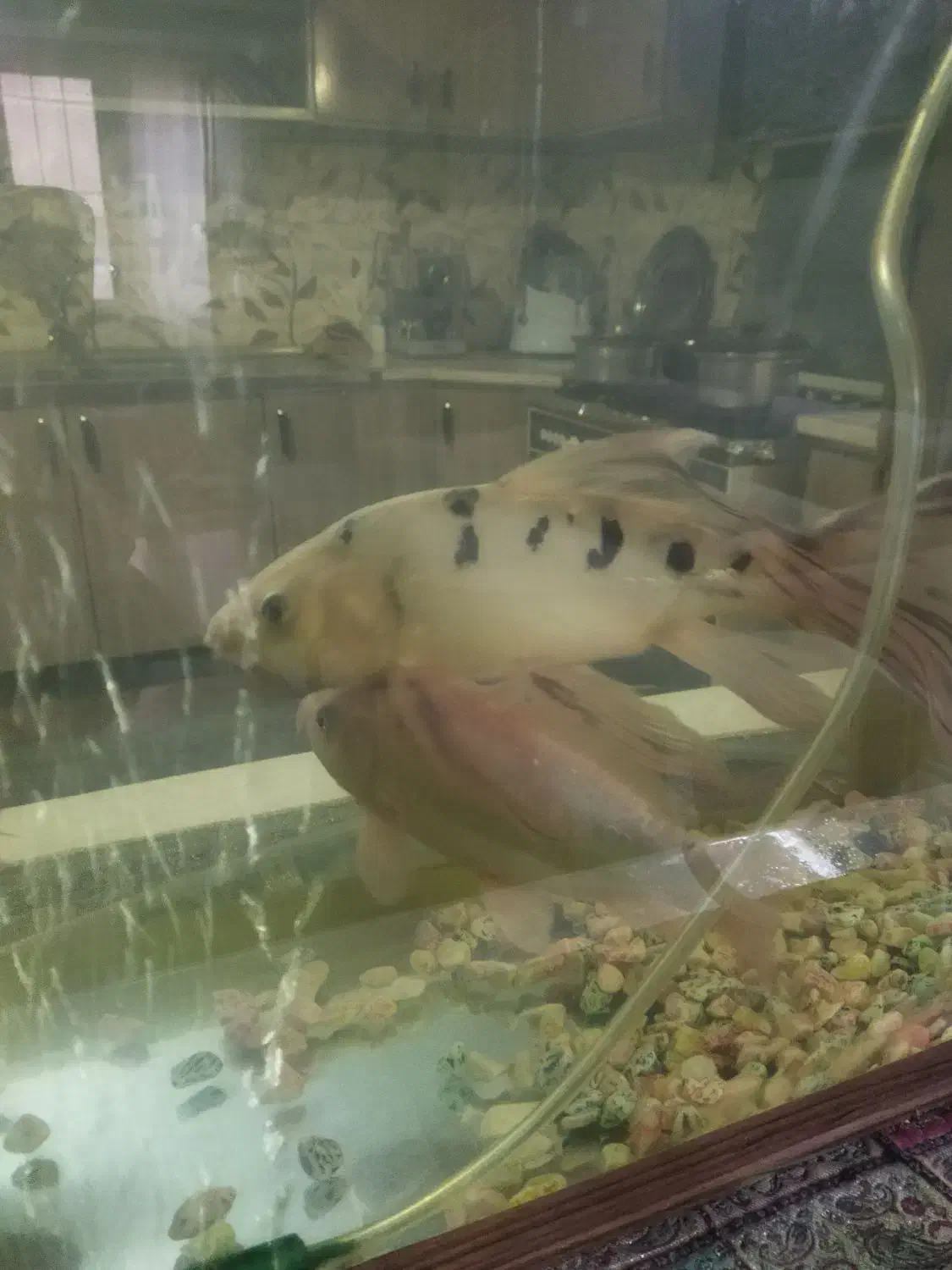 ماهی کوی|ماهی|اصفهان, شفق|دیوار