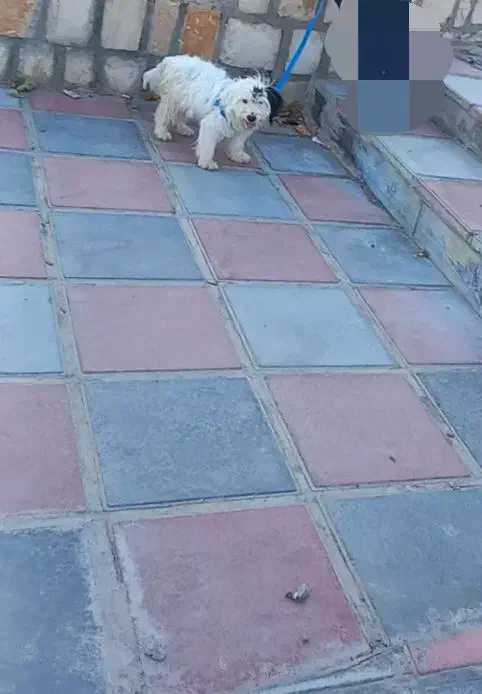 واگذاری سگ|سگ|کامیاران, |دیوار