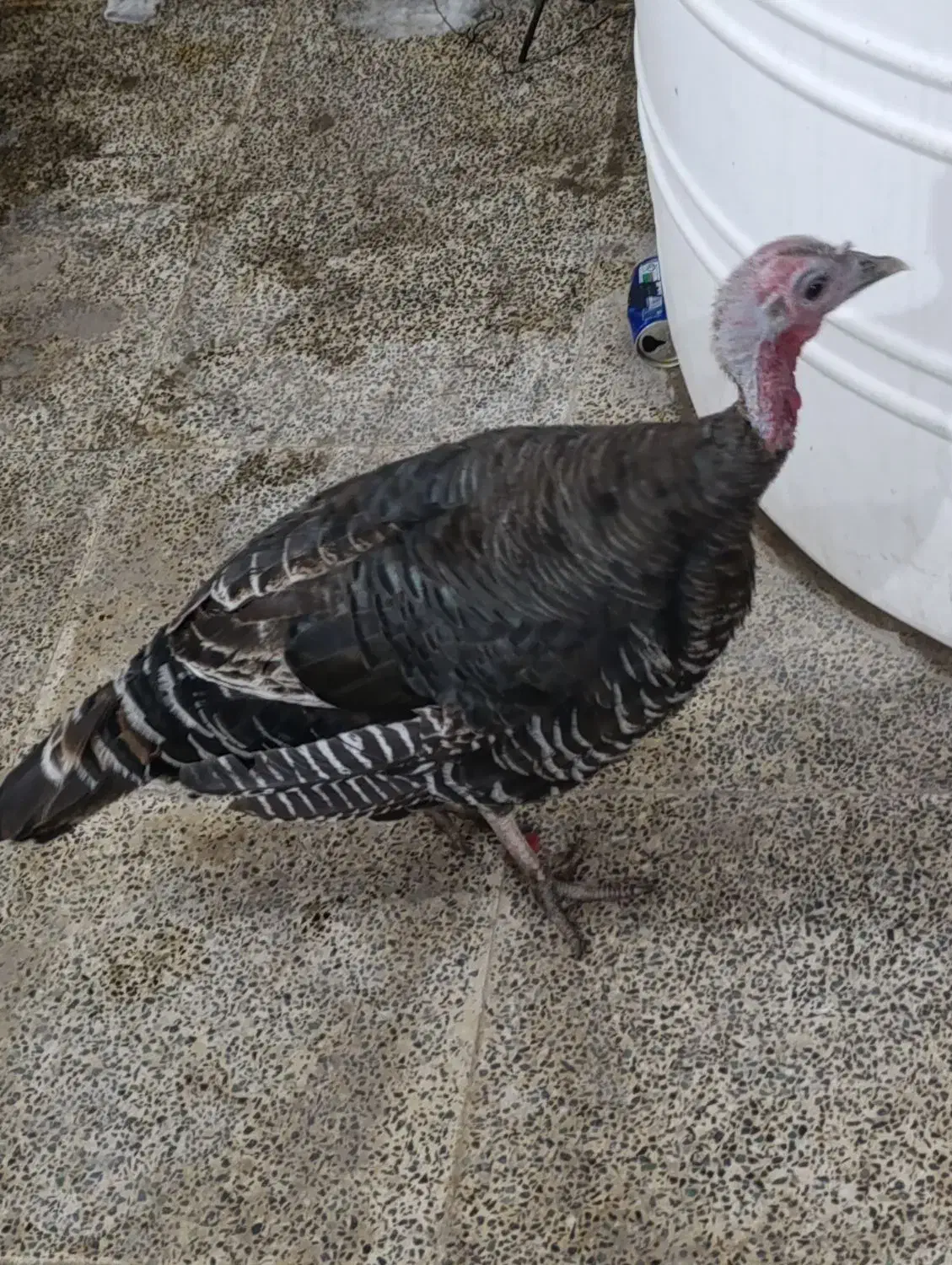 بوقلمون بالغ ماده|حیوانات مزرعه|بندر گناوه, |دیوار