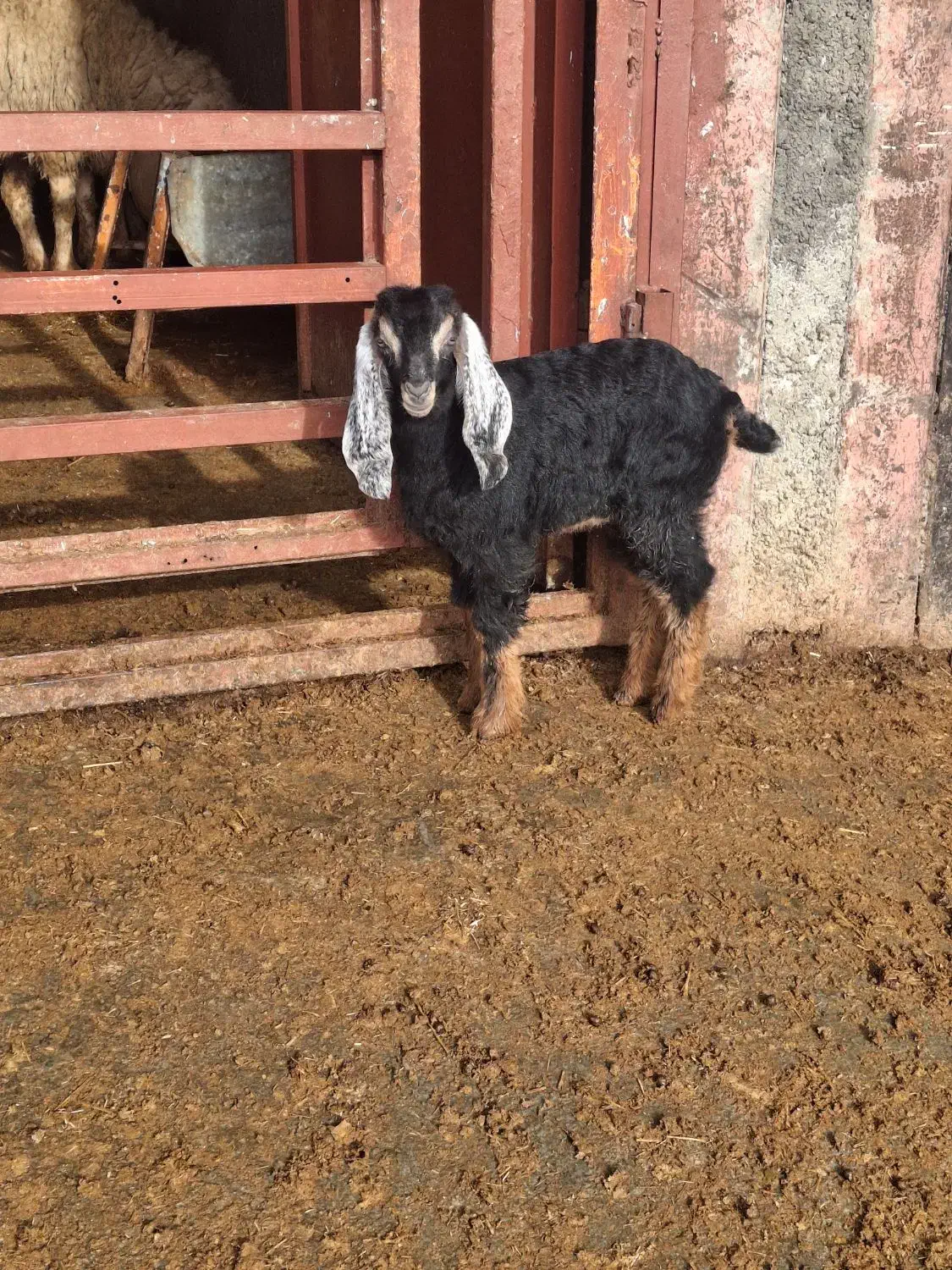 بزغاله|حیوانات مزرعه|کرمانشاه, |دیوار