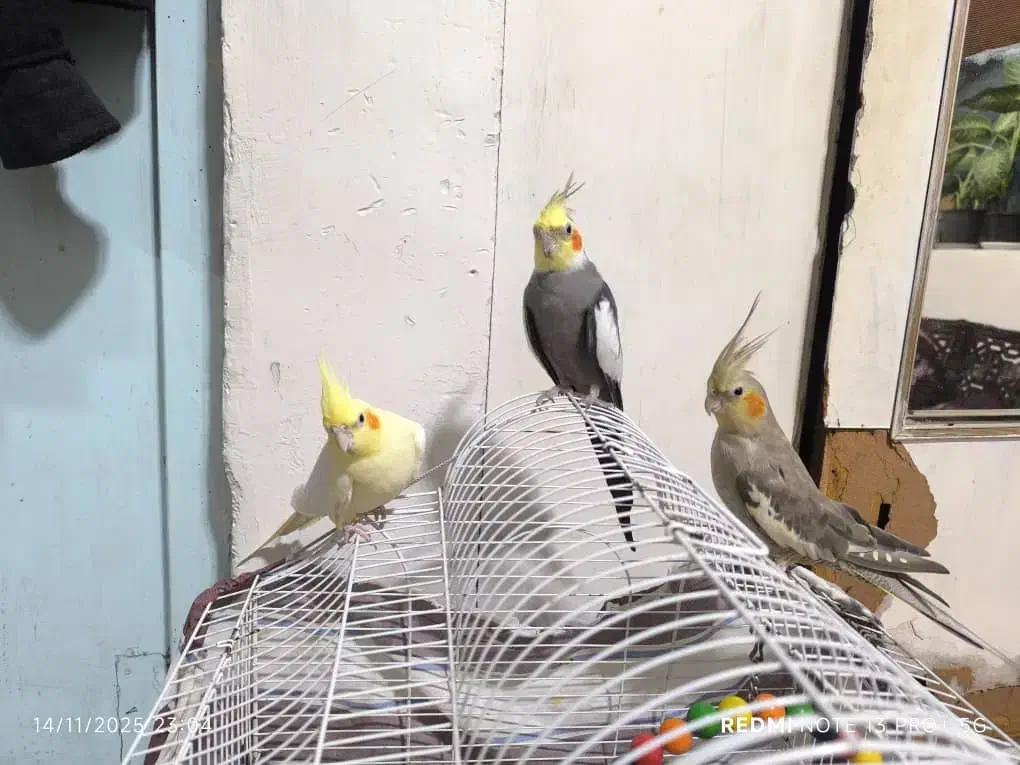 عروس هلندی نر و ماده|پرنده|ضیابر, |دیوار