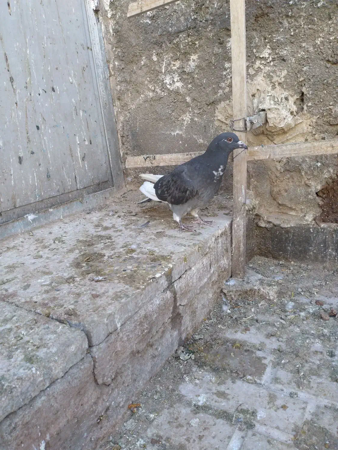 کبوتر پولکی مینا|پرنده|تربتحیدریه, قاسم آباد|دیوار