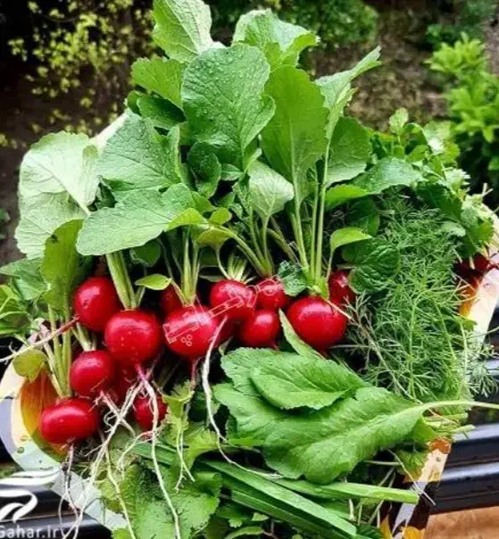 سبزی خوردن ،سبزی پاک کرده ،وهرگونه سبزیجات|خوردنی و آشامیدنی|قرچک, زیبا شهر|دیوار