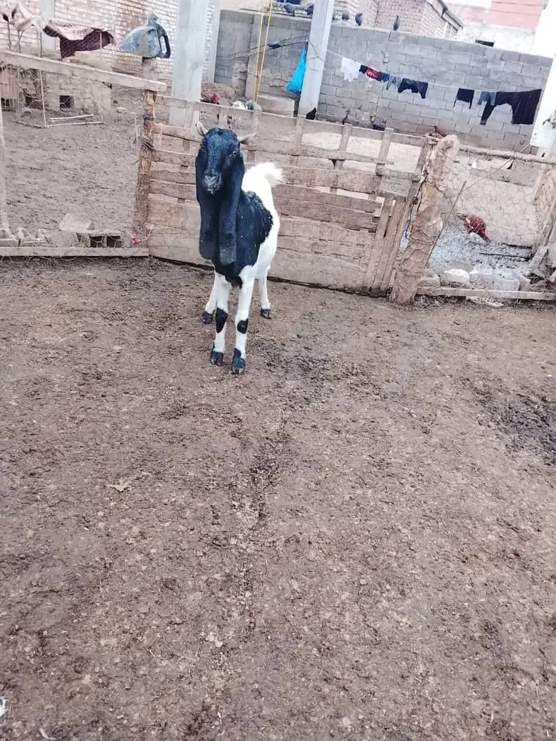 بزپاکستانی ابستن دوقلو|حیوانات مزرعه|آق قلا, |دیوار