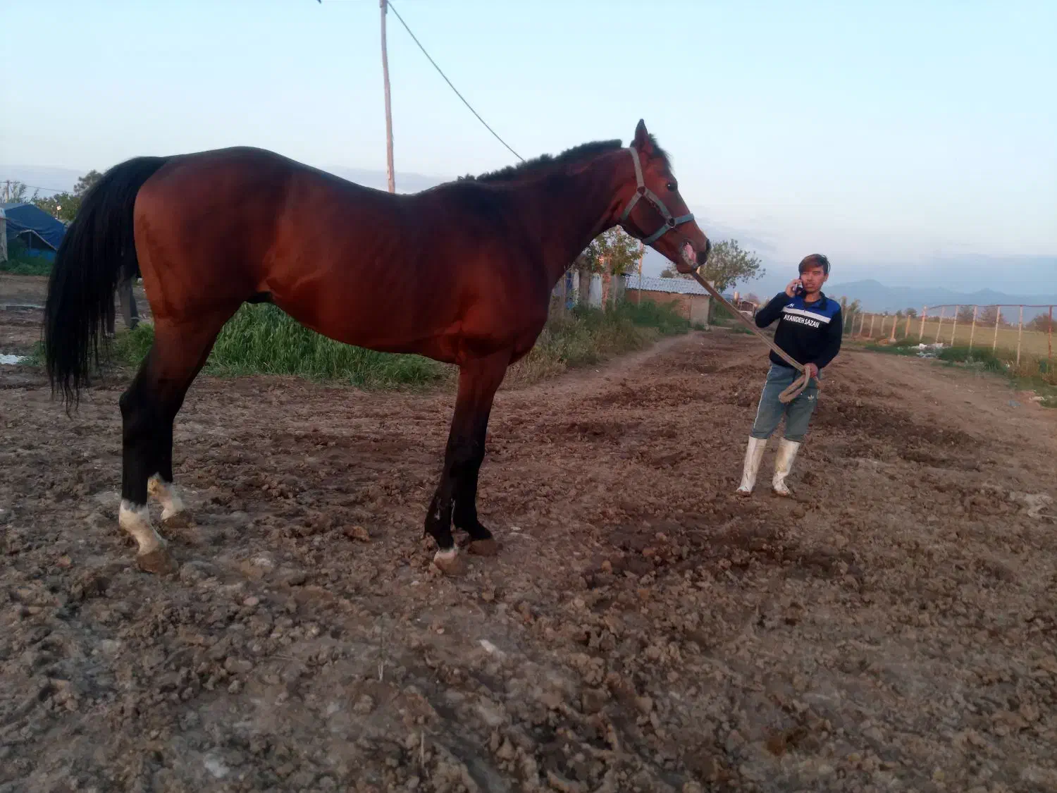 اسب نریان دوخون ۵ ساله قدبلند۱۷۴سانت|اسب و تجهیزات اسب‌سواری|تهران, امیریه|دیوار