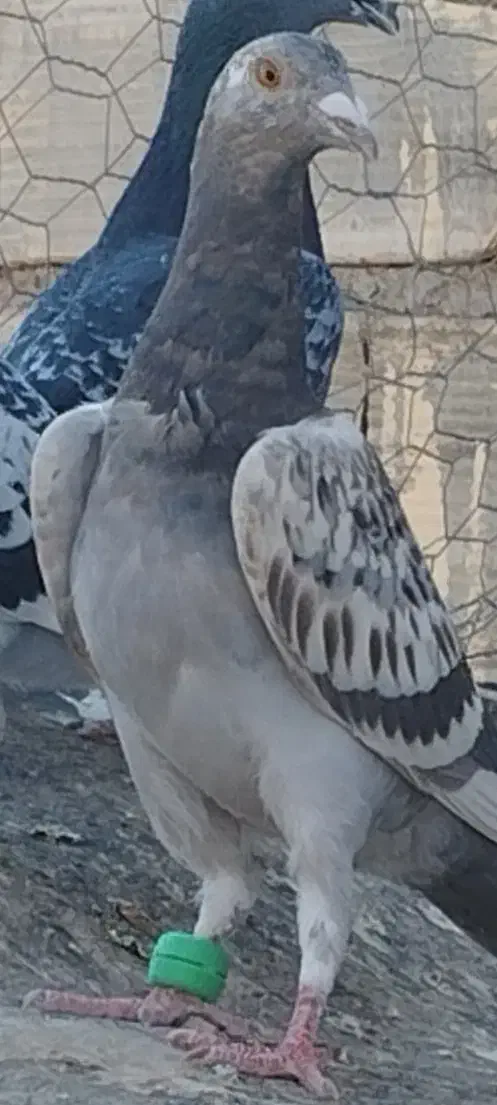 کبوتر پرشی|پرنده|فردوس (خراسان), |دیوار