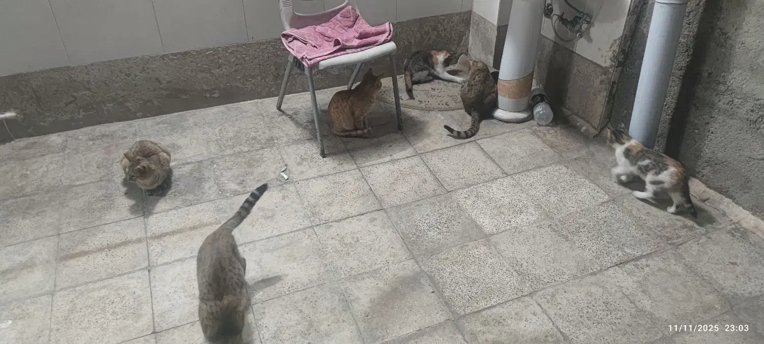 حمایت از گربه ها(سرپرستی)|گربه|تهران, پونک|دیوار