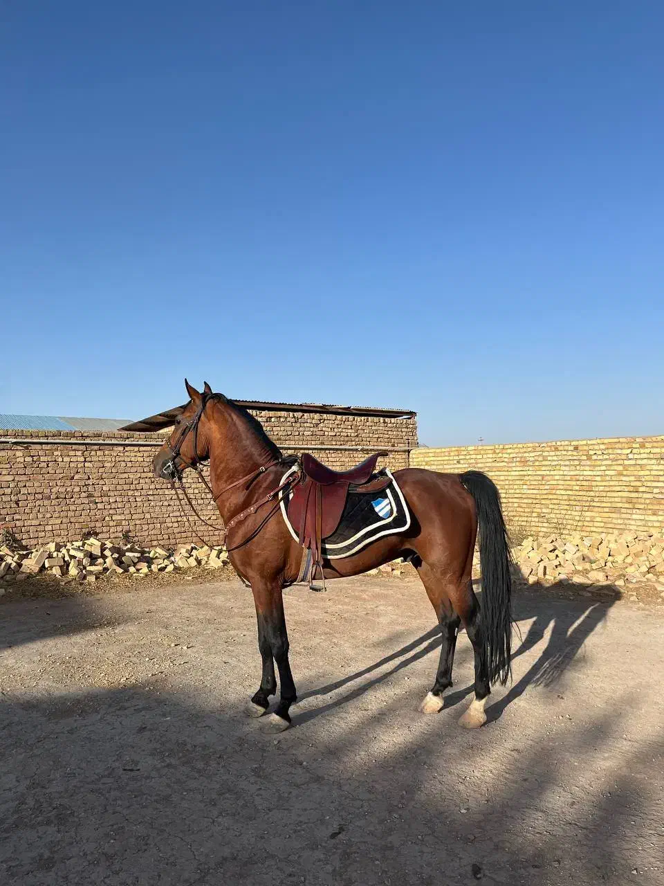 اسب دره شور|اسب و تجهیزات اسب‌سواری|ابهر, |دیوار