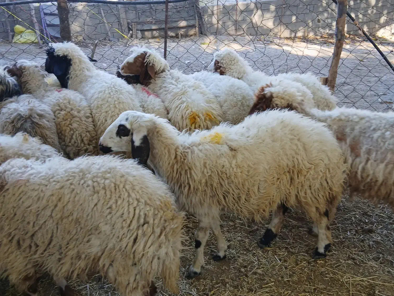 ۱۱ عدد بره جفتی ۵۰کیلو|حیوانات مزرعه|ملکشاهی, |دیوار