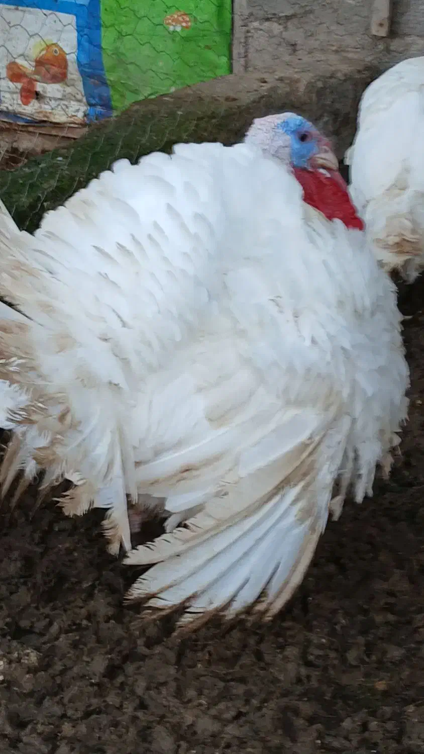 بوقلمون و اردک اسرائیلی و قاز ارگانیک|حیوانات مزرعه|آستانه اشرفیه, |دیوار