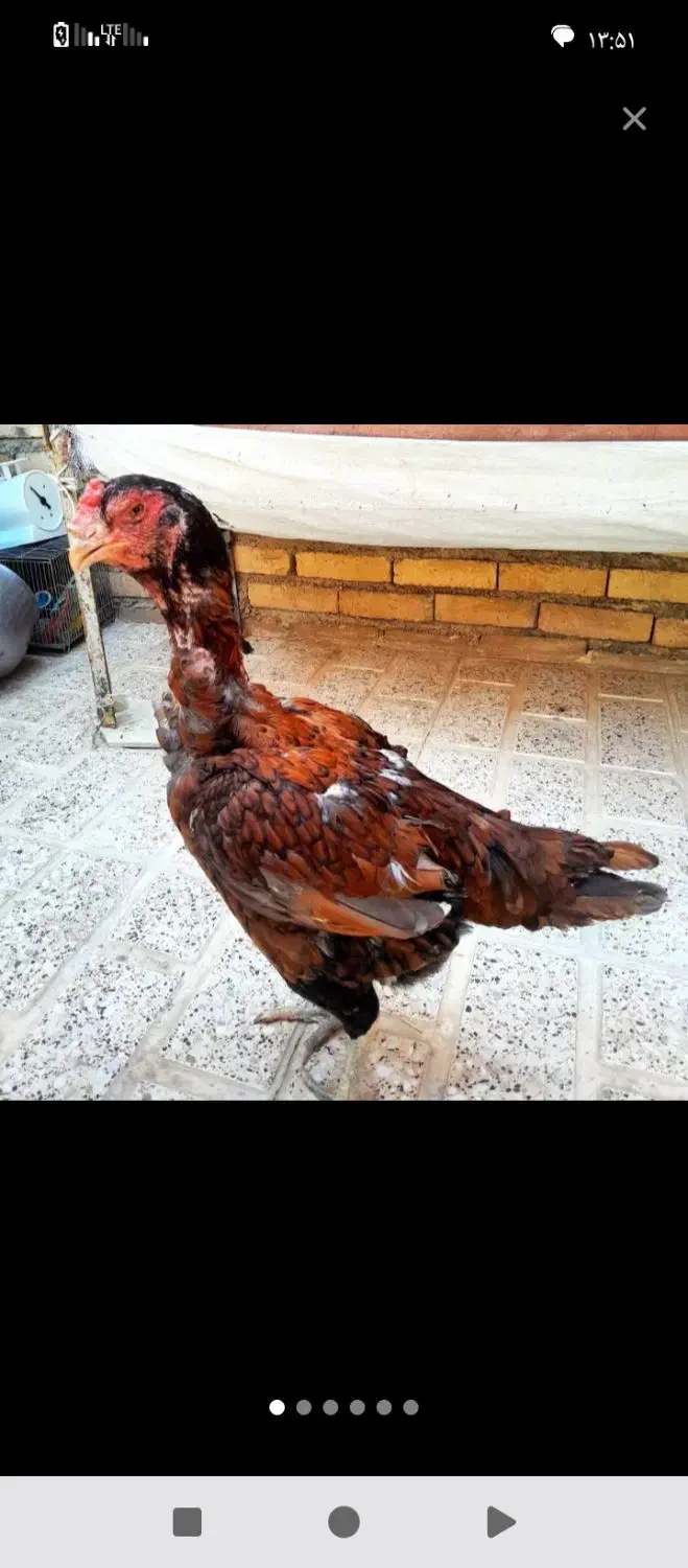 مرغ لاری خر ی ا|حیوانات مزرعه|خاش, |دیوار