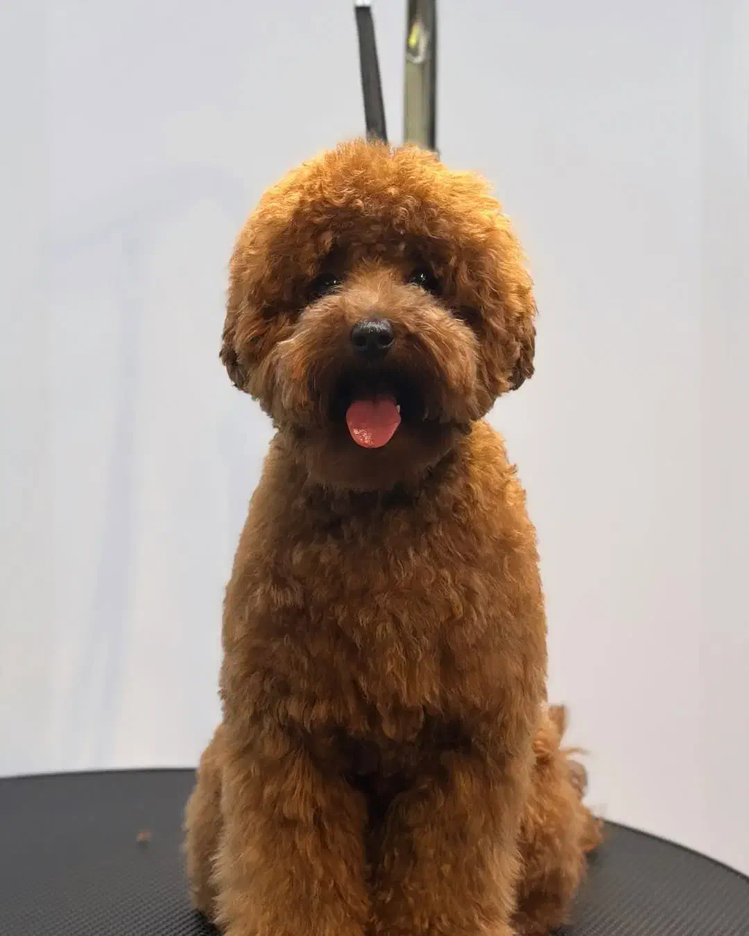 پودل توی|سگ|تهران, شهرک آزمایش|دیوار