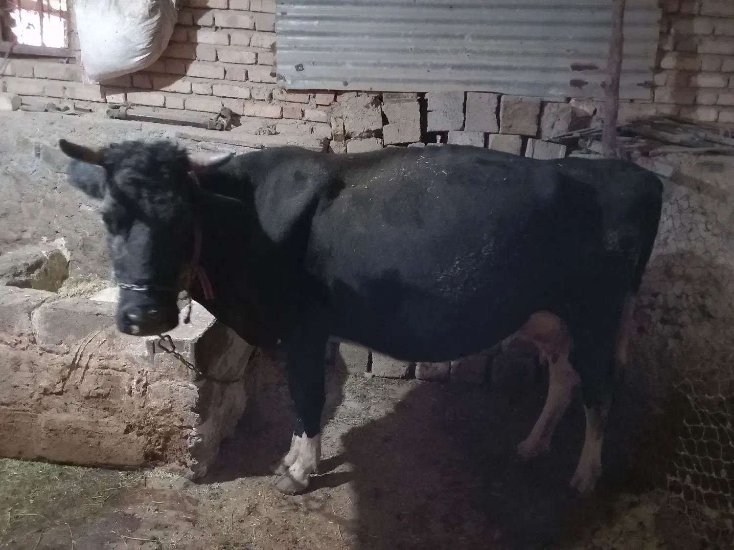 گاو و گوساله ماده سیمینتال|حیوانات مزرعه|بیلوار, |دیوار