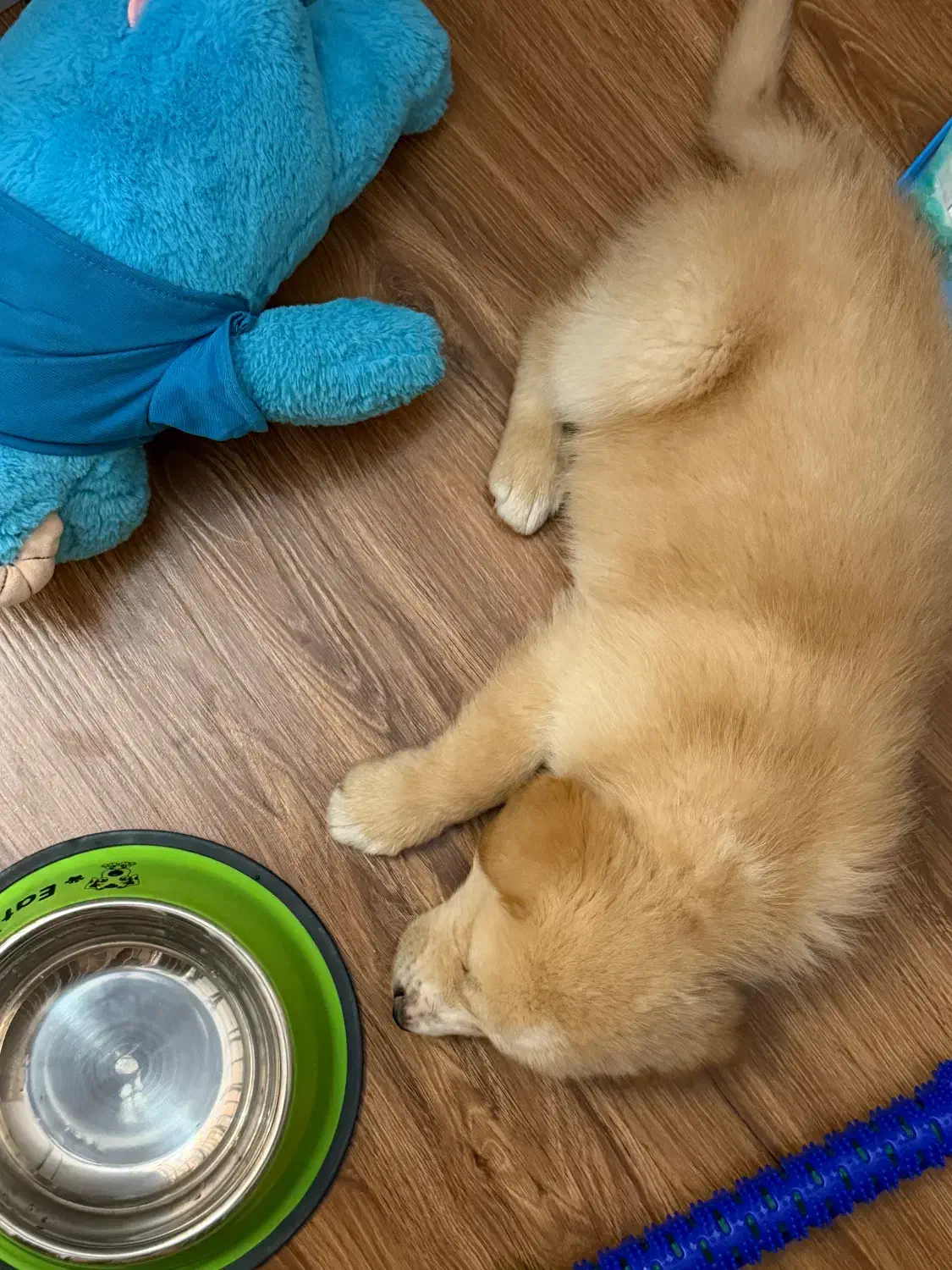 سگ گلدن دوماهه|سگ|تهران, شهرک زینبیه|دیوار