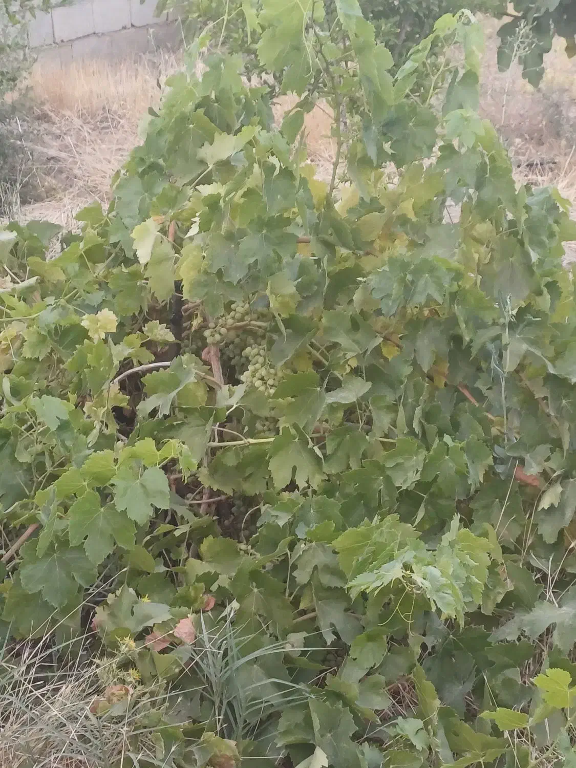 باغ ب متراژ 1500 متر|فروش خانه و ویلا|شبستر, |دیوار