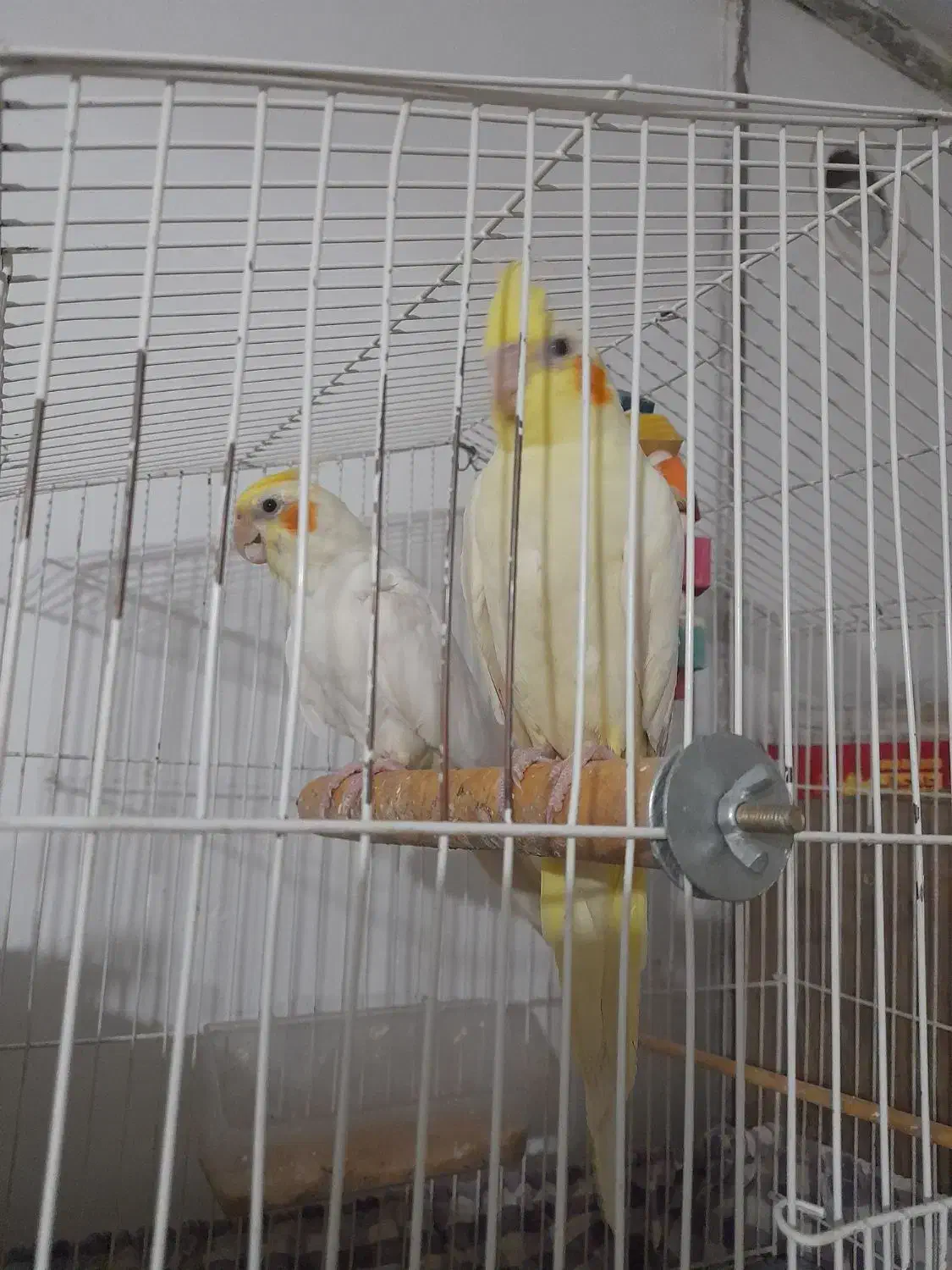 عروس|پرنده|سبزوار, امیر کبیر|دیوار