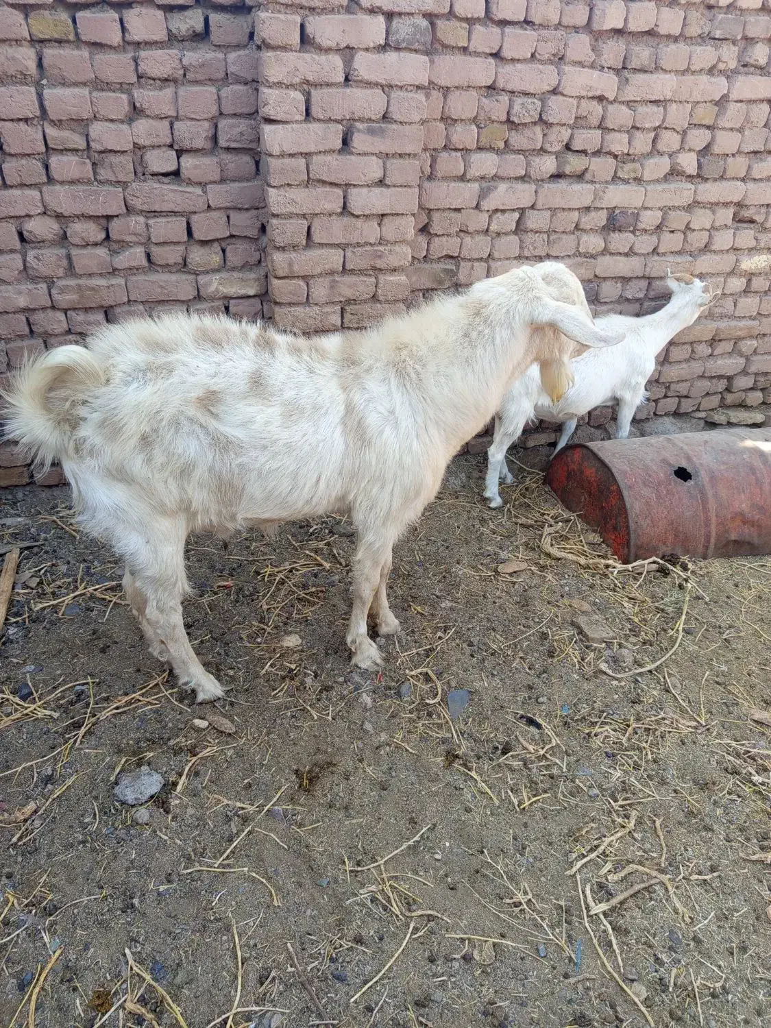 نربز وبزقاله وبز ابستن|حیوانات مزرعه|تربتحیدریه, آبشار|دیوار