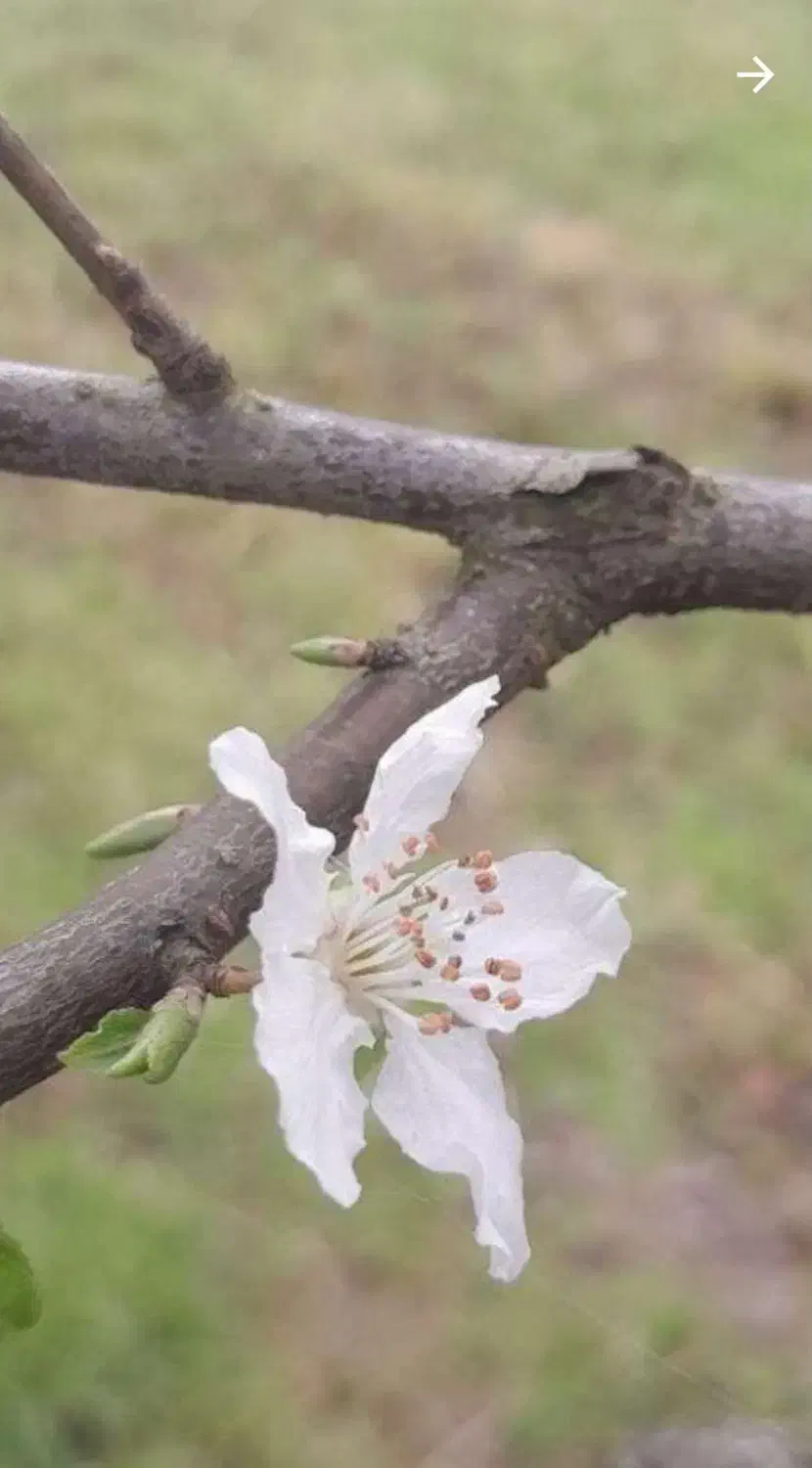 ملاسید مهدی عباسی هستم امور مربوط به طالع بینی و..|خدمات پذیرایی، مراسم|ساری, |دیوار
