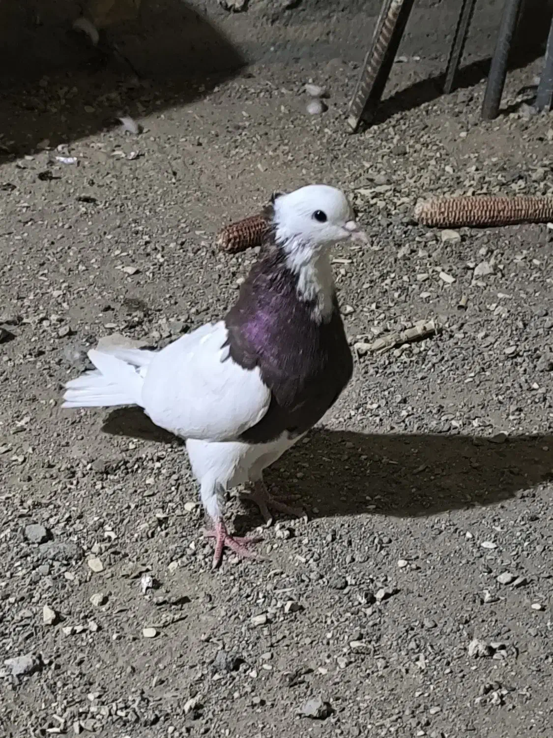 کبوتر طوقی سرخ|پرنده|حبیب آباد, |دیوار