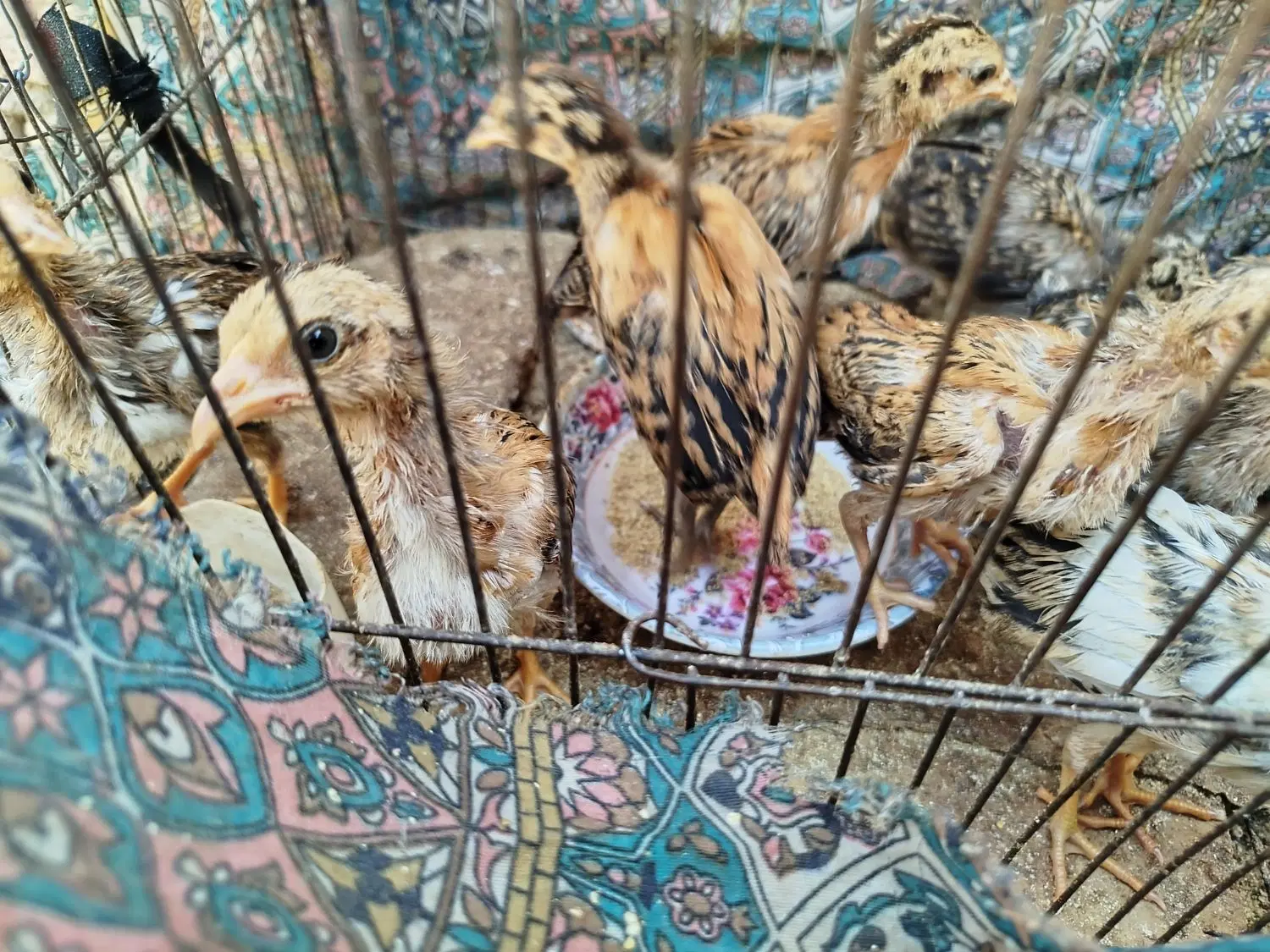 جوجه|حیوانات مزرعه|زاهدان, |دیوار