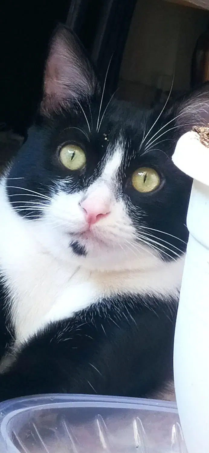 واگذاری گربه|گربه|اصفهان, آبشار|دیوار