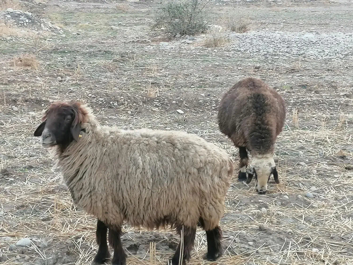 فروش 25 راس میش بره دار و ابستن گلون|حیوانات مزرعه|کازرون, |دیوار