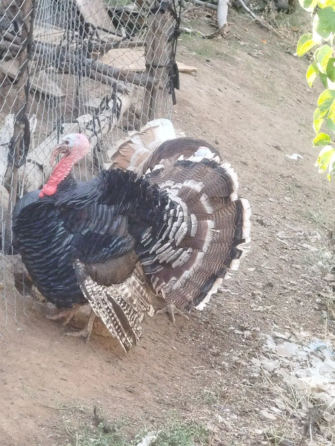 بوقلمون نر چاق چاق چاق|حیوانات مزرعه|مرند, |دیوار