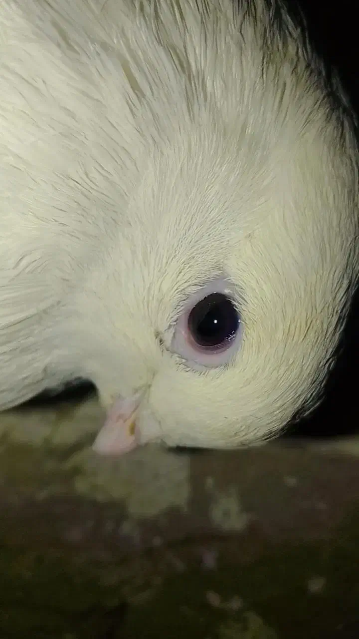 کبوتر دوکت موش|پرنده|هیرمند, |دیوار