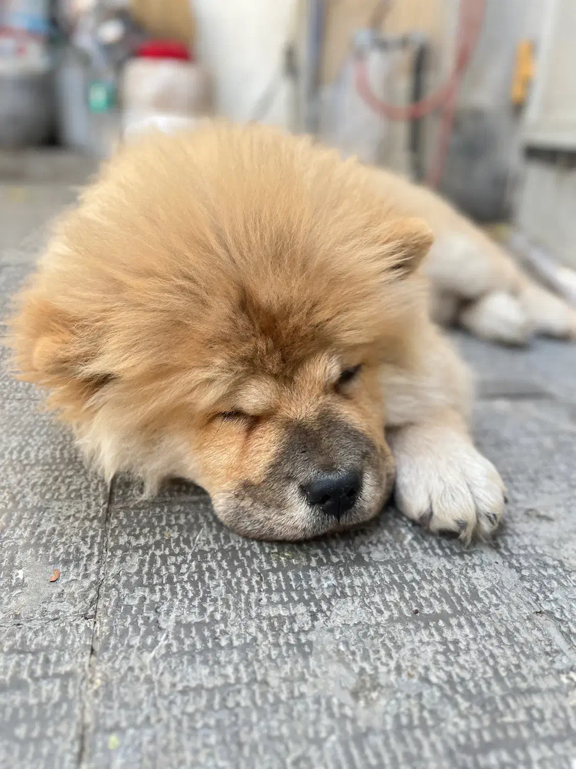 واگذاری چاوچاو|سگ|اصفهان, آبشار|دیوار