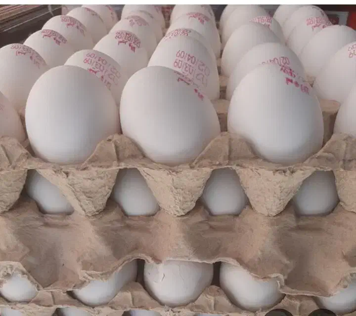 پخش تخم مرغ معصومی قیمت ب روز قیمت|خوردنی و آشامیدنی|قدس, شهرقدس|دیوار