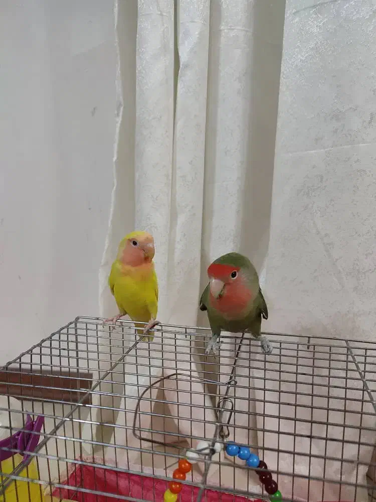 جفت طوطی برزیلی|پرنده|شاهین‌شهر, مسکن مهر|دیوار