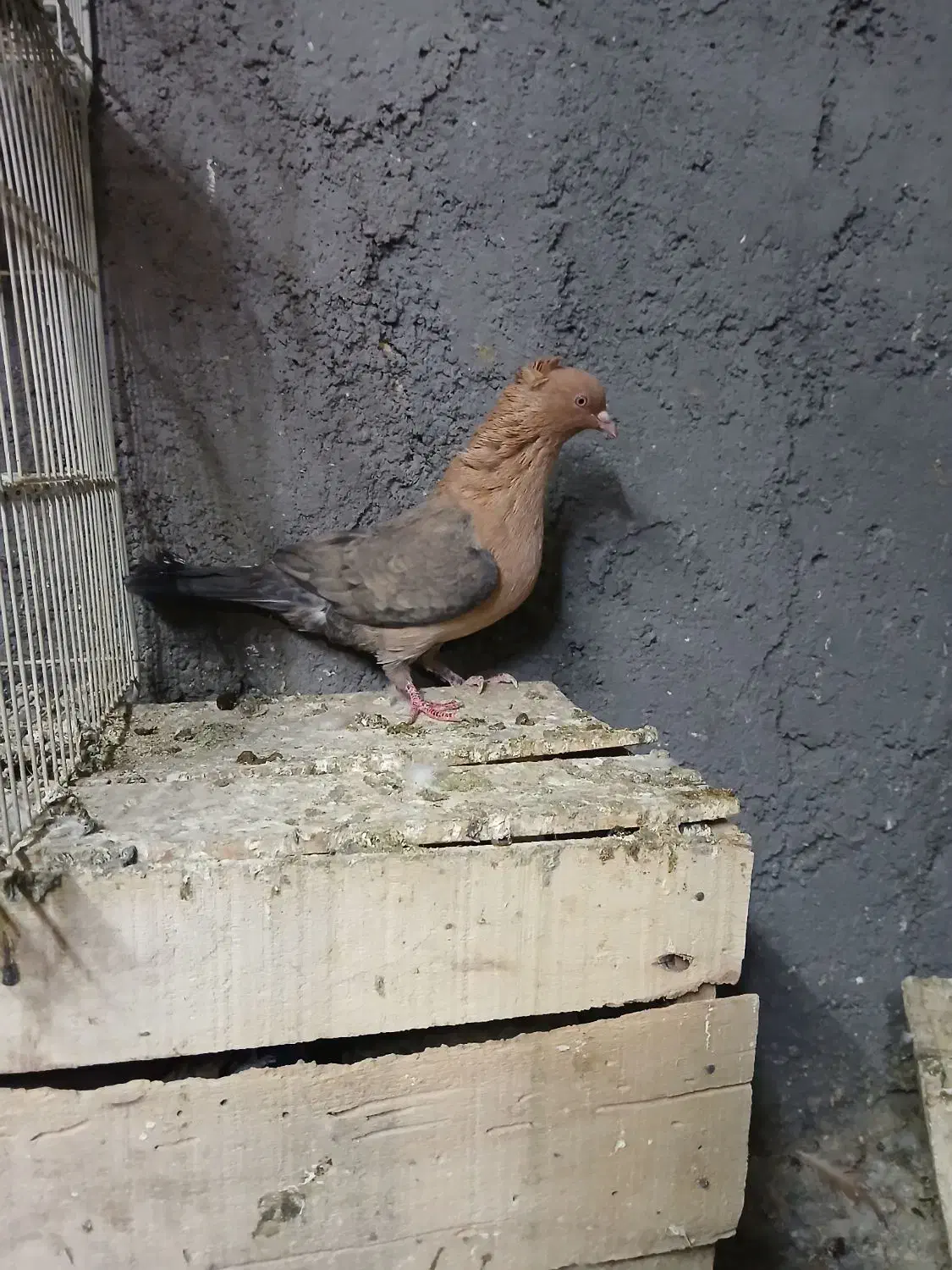 ماده افغان|پرنده|اندیمشک, |دیوار