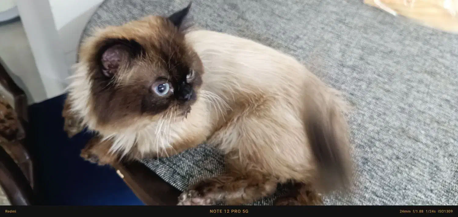 گربه حمایتی|گربه|مشهد, ابوذر|دیوار