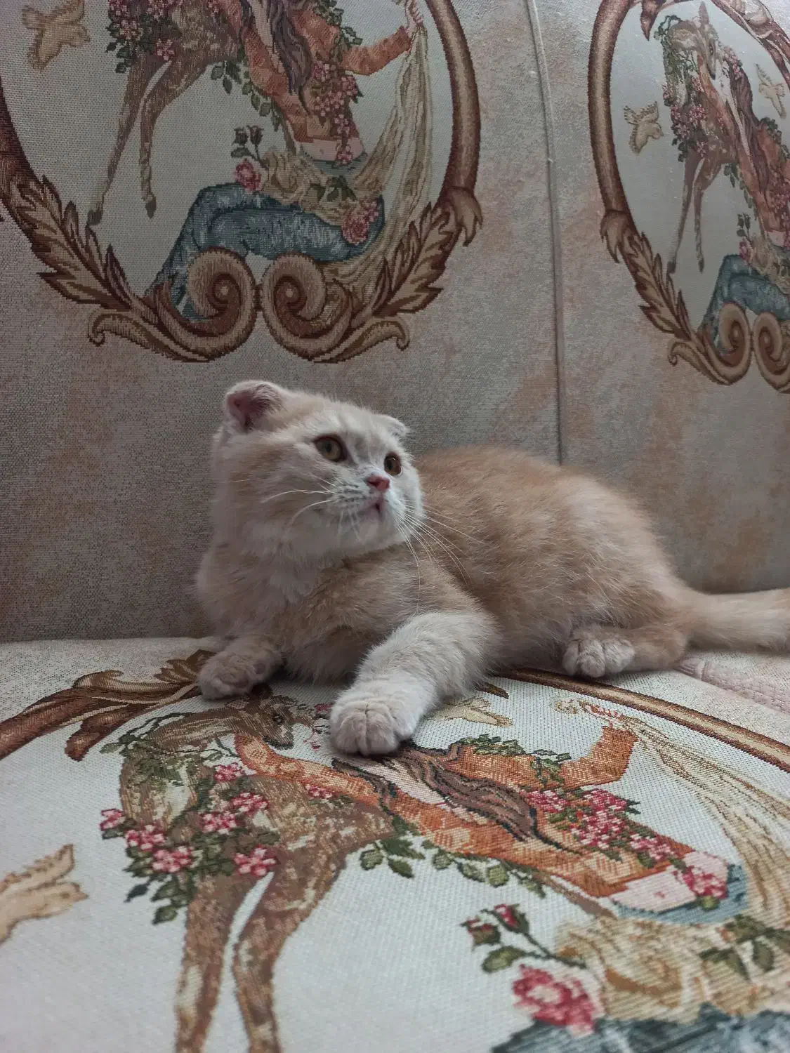 اسکاتیش کاراملی|گربه|تبریز, |دیوار