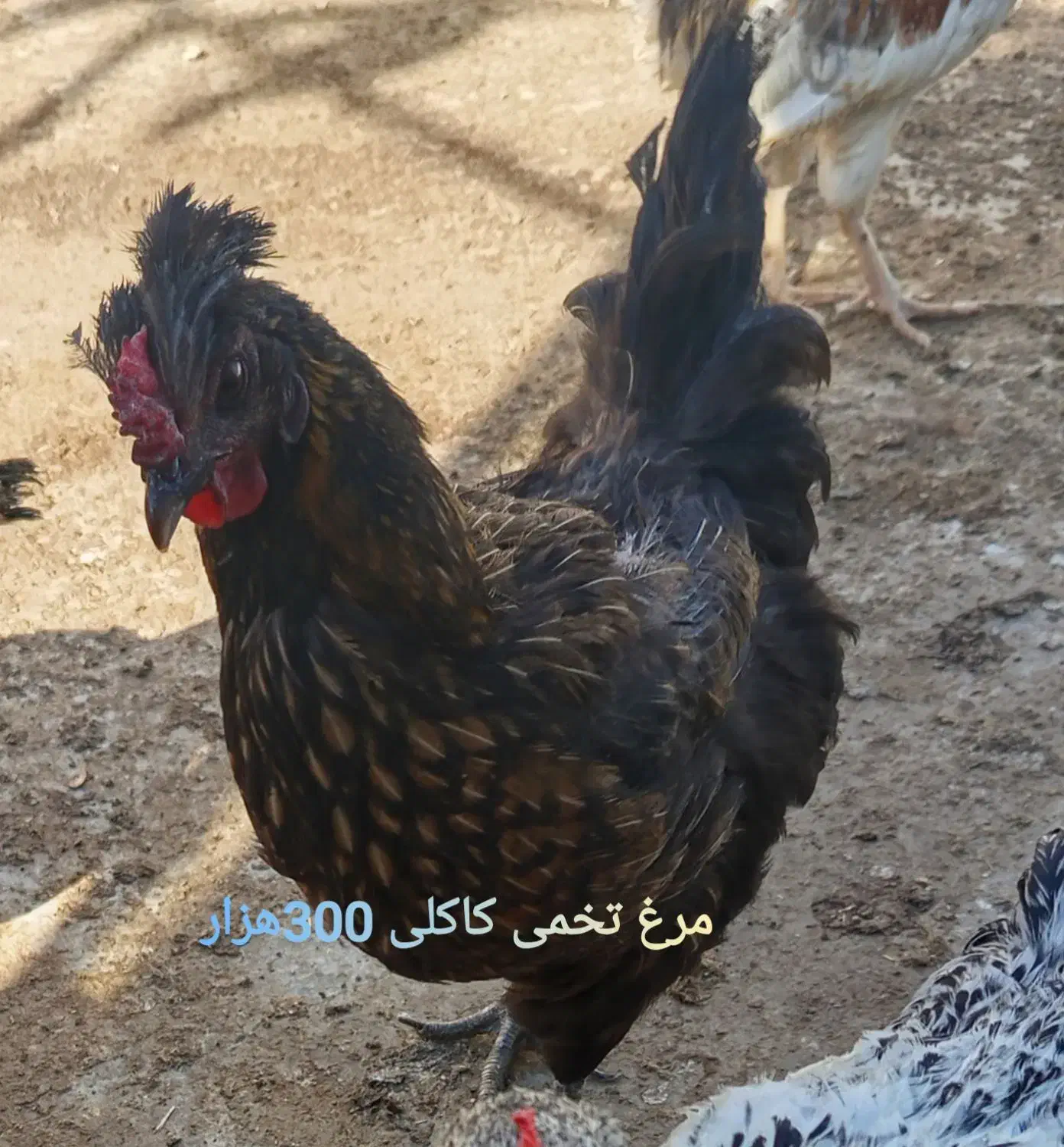 مرغ و خروس محلی|حیوانات مزرعه|مشهد, انقلاب|دیوار