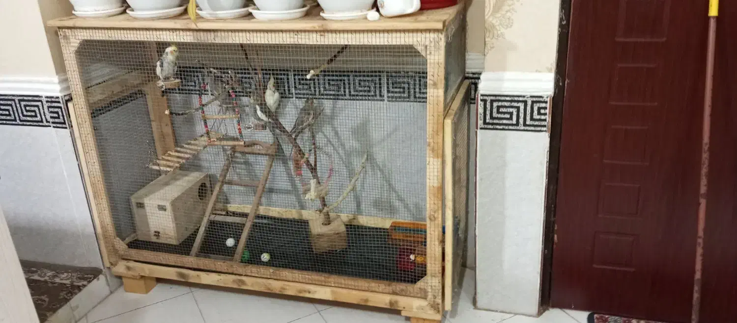 قفس پرنده|لوازم جانبی حیوانات|قشم, |دیوار