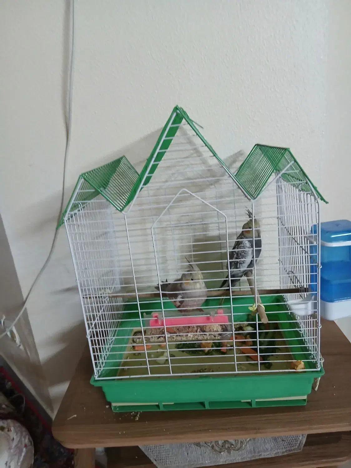 ۲عدد قفس مناسب طوطی وعروس هلندی)مرغ عشق(|لوازم جانبی حیوانات|اصفهان, عقیق|دیوار