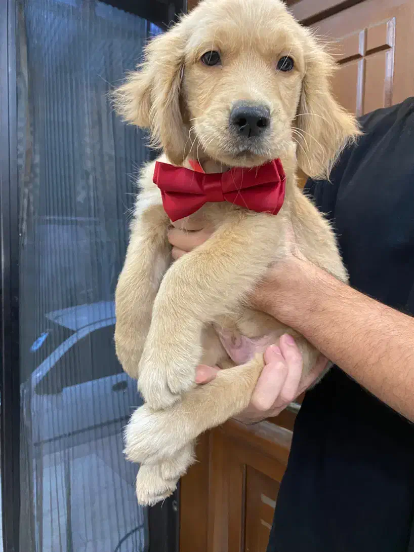 توله گلدن|سگ|رشت, پستک|دیوار