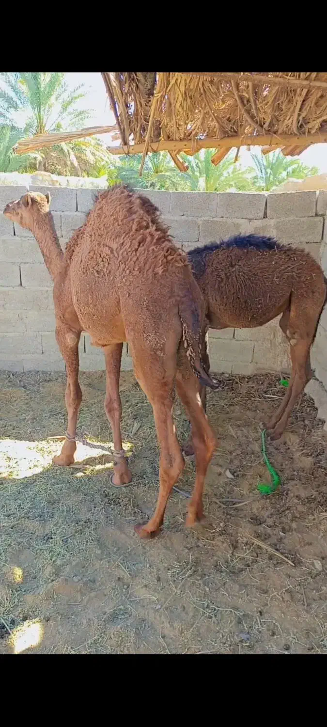 دو عدد هاشی نر چاق|حیوانات مزرعه|سراوان, |دیوار