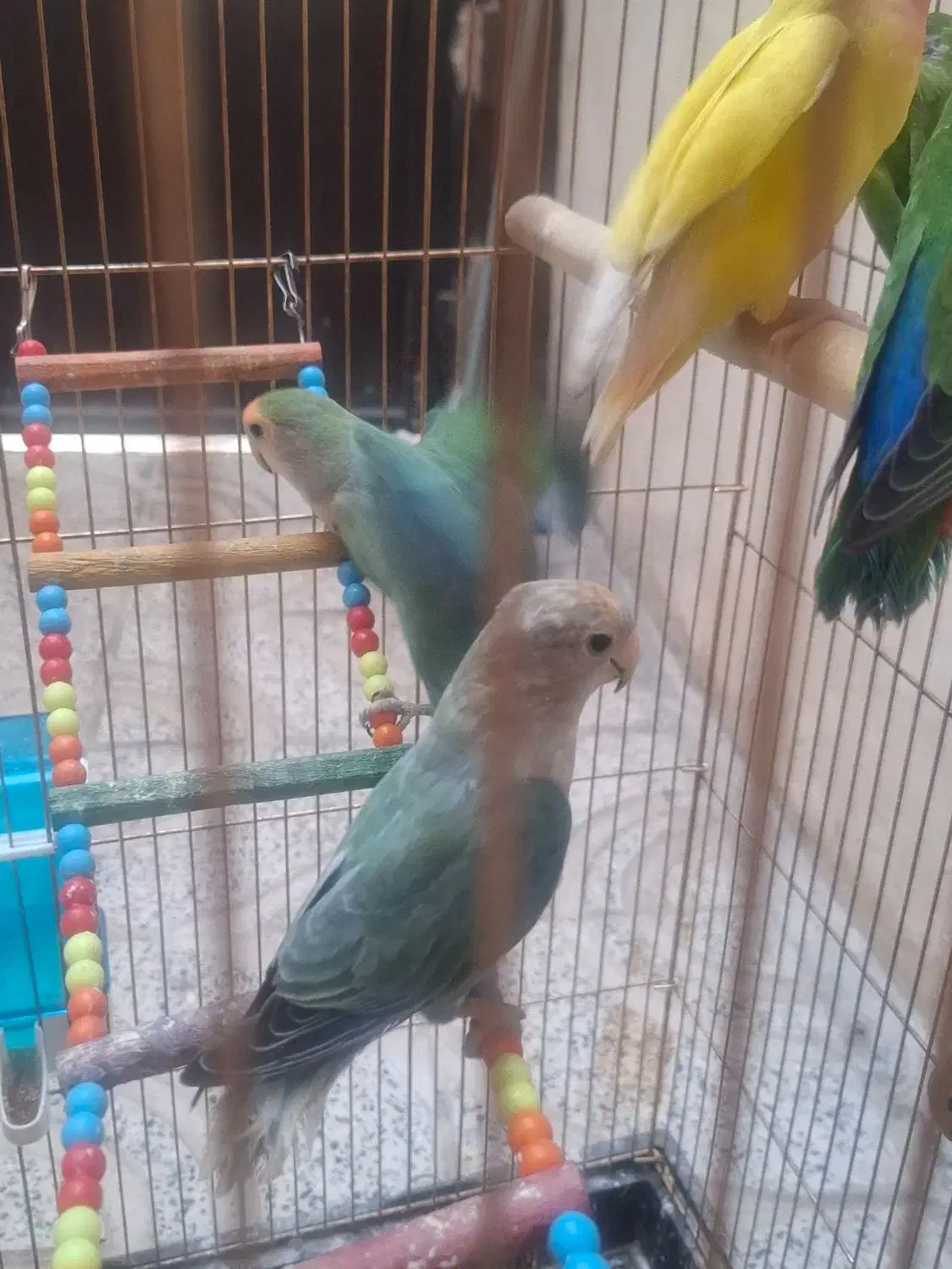 طوطی برزیلی|پرنده|قزوین, |دیوار