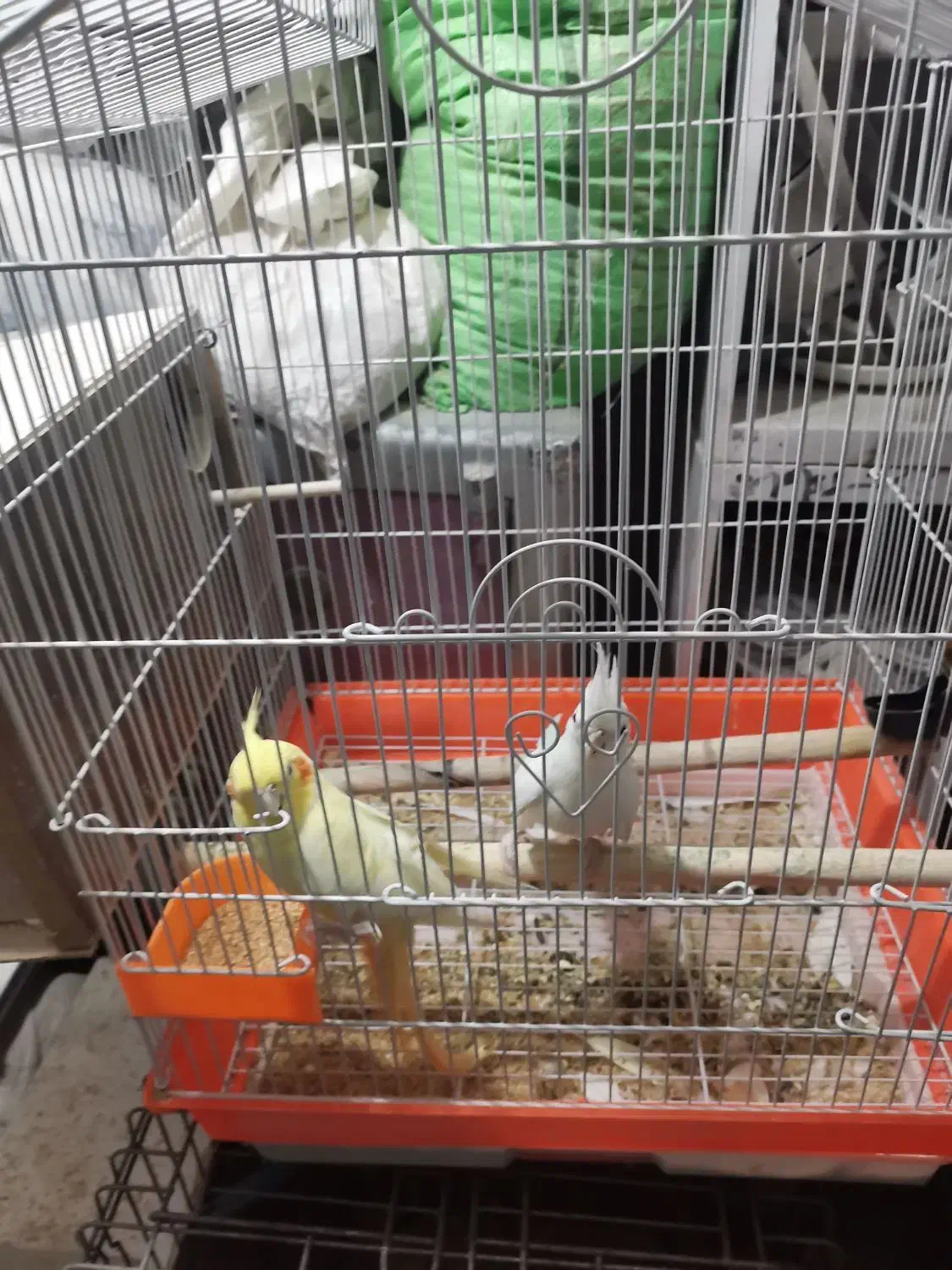 عروس هلندی مولد با جوجه|پرنده|قم, بنیاد|دیوار