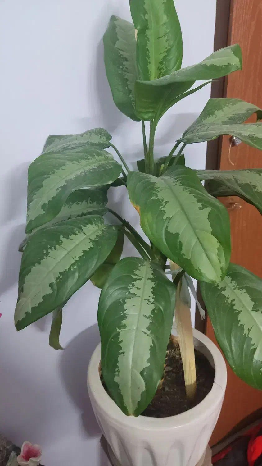 آگولنما هندوانه ای|گل و گیاه طبیعی|مهدی شهر, |دیوار