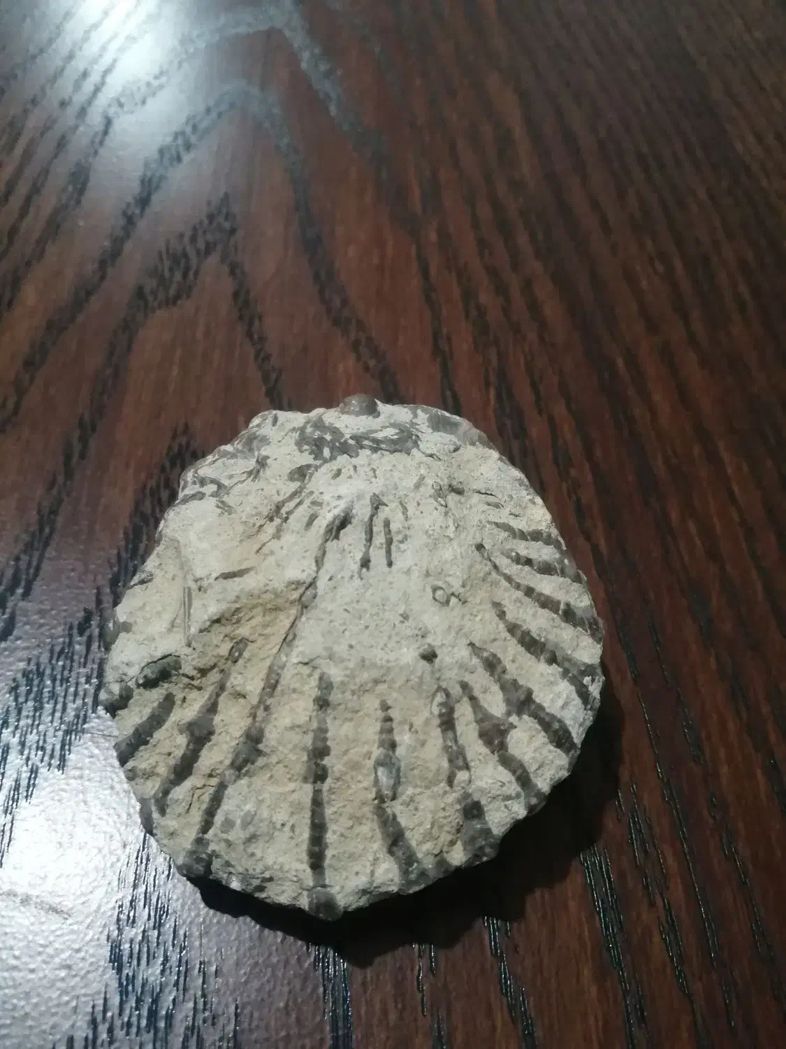 فسیل اصل|کلکسیون اشیاء عتیقه|تهران, فلسطین (میدان انقلاب)|دیوار