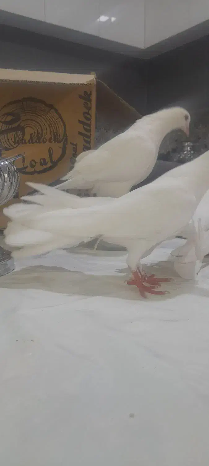 کفتر گرفتنی و...|پرنده|قم, باغ شازده|دیوار